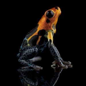 Meet your Posher, Brandon